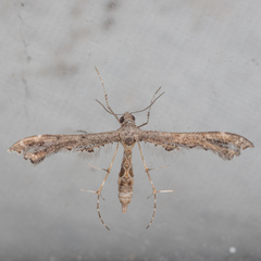 Anstenoptilia marmarodactyla
