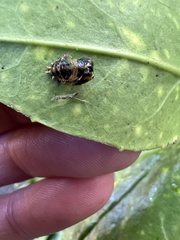 Harmonia axyridis