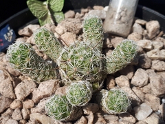 Mammillaria vetula