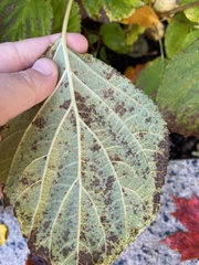 Pucciniastrum hydrangeae