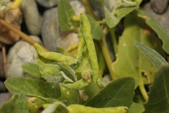 Hayhurstia atriplicis