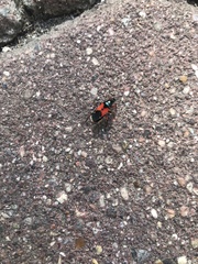 Prostemma aeneicolle