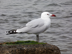 Ichthyaetus audouinii