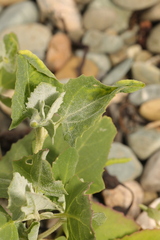 Atriplex laciniata