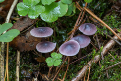Mycena pura