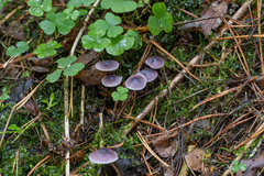 Mycena pura