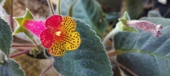 Kohleria