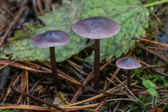 Mycena pura