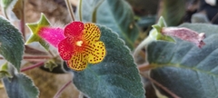 Kohleria