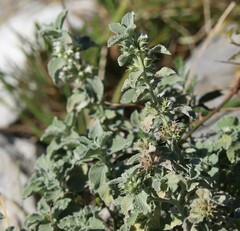 Marrubium incanum