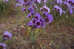 Leucocoryne purpurea