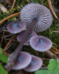 Mycena pura
