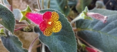 Kohleria