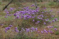 Leucocoryne purpurea