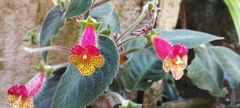 Kohleria