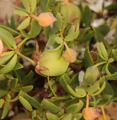 Roepera sessilifolia