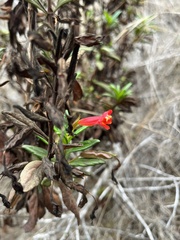 Diplacus parviflorus