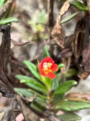 Diplacus parviflorus