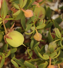 Roepera sessilifolia