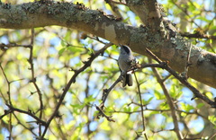 Polioptila dumicola