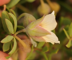 Roepera sessilifolia