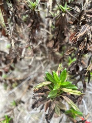 Diplacus parviflorus