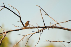 Rhynchospiza strigiceps