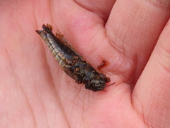 Melanoplus madeleineae