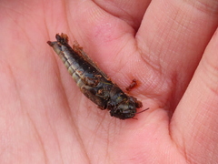 Melanoplus madeleineae