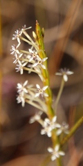 Struthiola macowanii