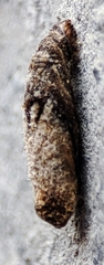 Psychidae