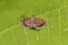 Lamprosema pelealis