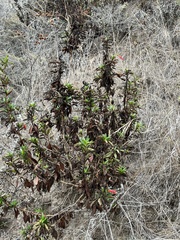 Diplacus parviflorus