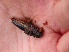 Melanoplus madeleineae