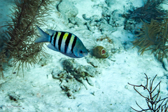 Abudefduf saxatilis