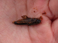 Melanoplus madeleineae