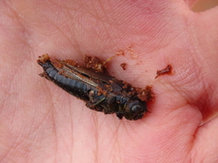 Melanoplus madeleineae