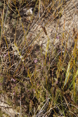 Struthiola macowanii