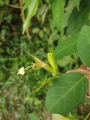 Clitoria falcata
