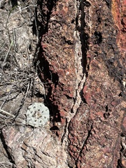 Lophophora williamsii