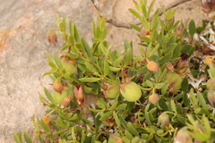 Roepera sessilifolia