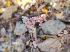 Homalocarpus digitatus