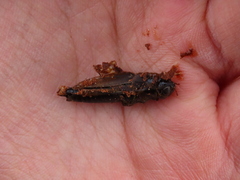 Melanoplus madeleineae