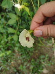 Clitoria falcata