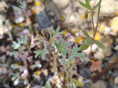 Homalocarpus digitatus