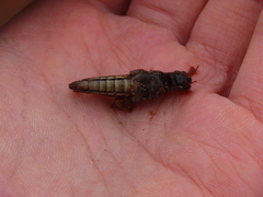 Melanoplus madeleineae