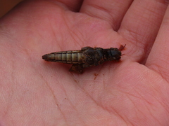 Melanoplus madeleineae