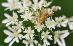 Terellia tussilaginis