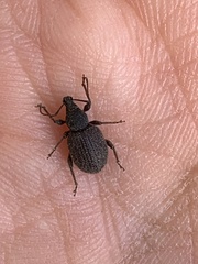 Otiorhynchus rugosostriatus