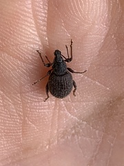 Otiorhynchus rugosostriatus